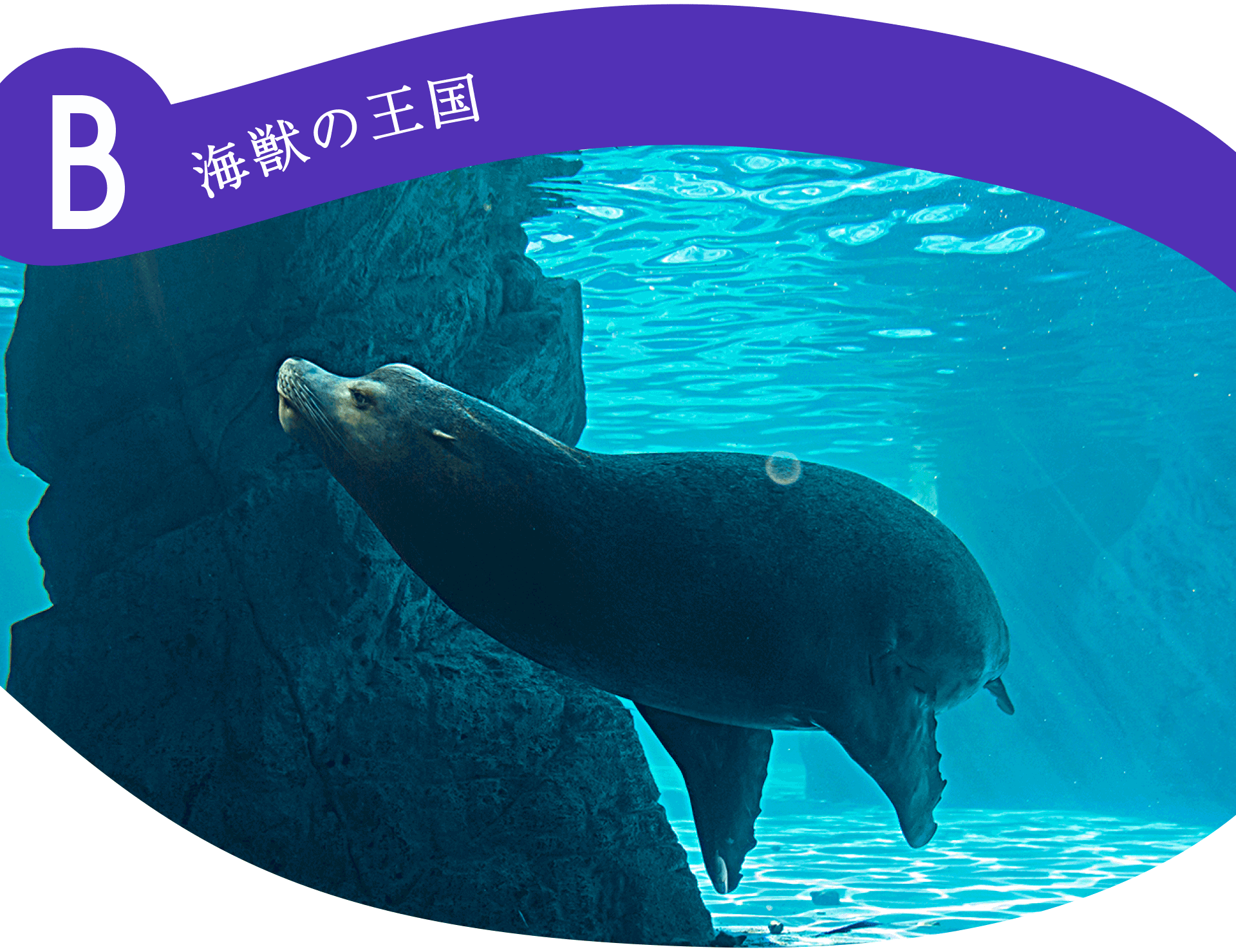 B海獣の王国