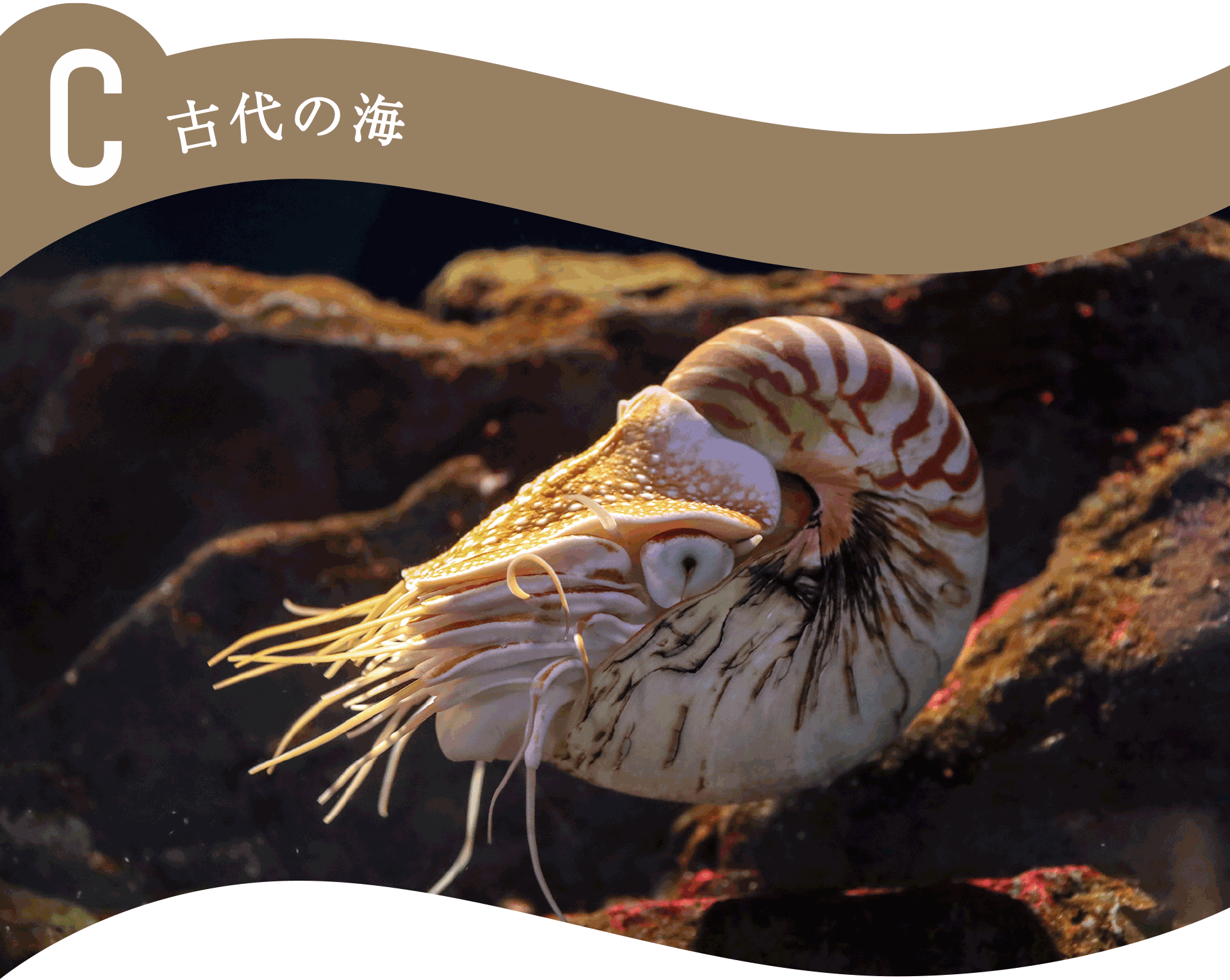 C古代の海