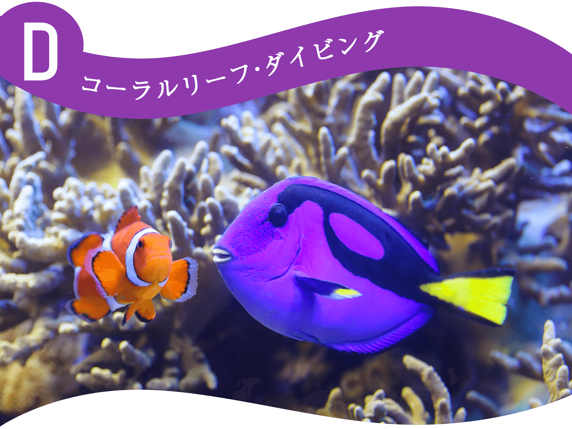Dコーラルリーフ・ダイビング