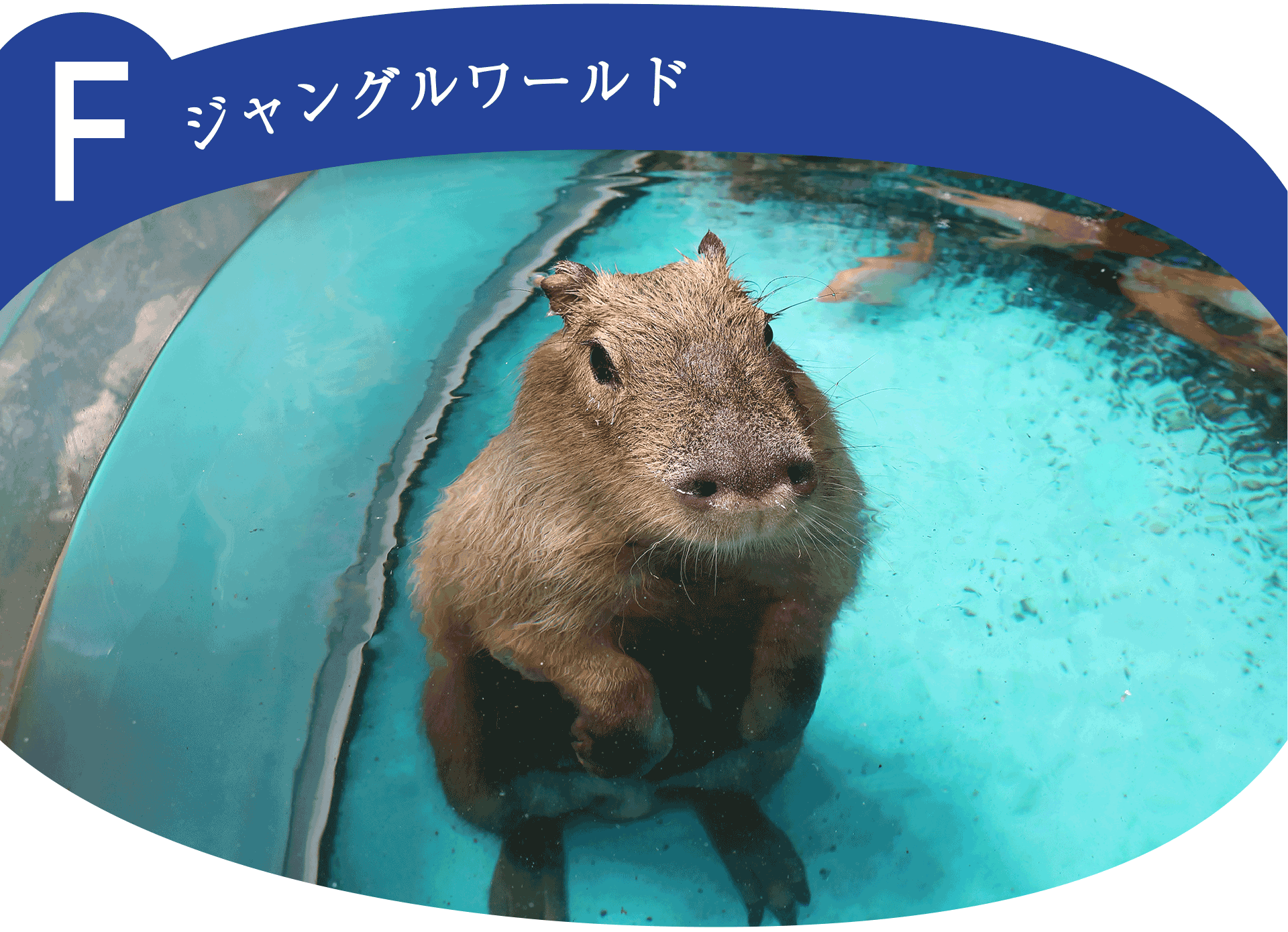 Fジャングルワールド