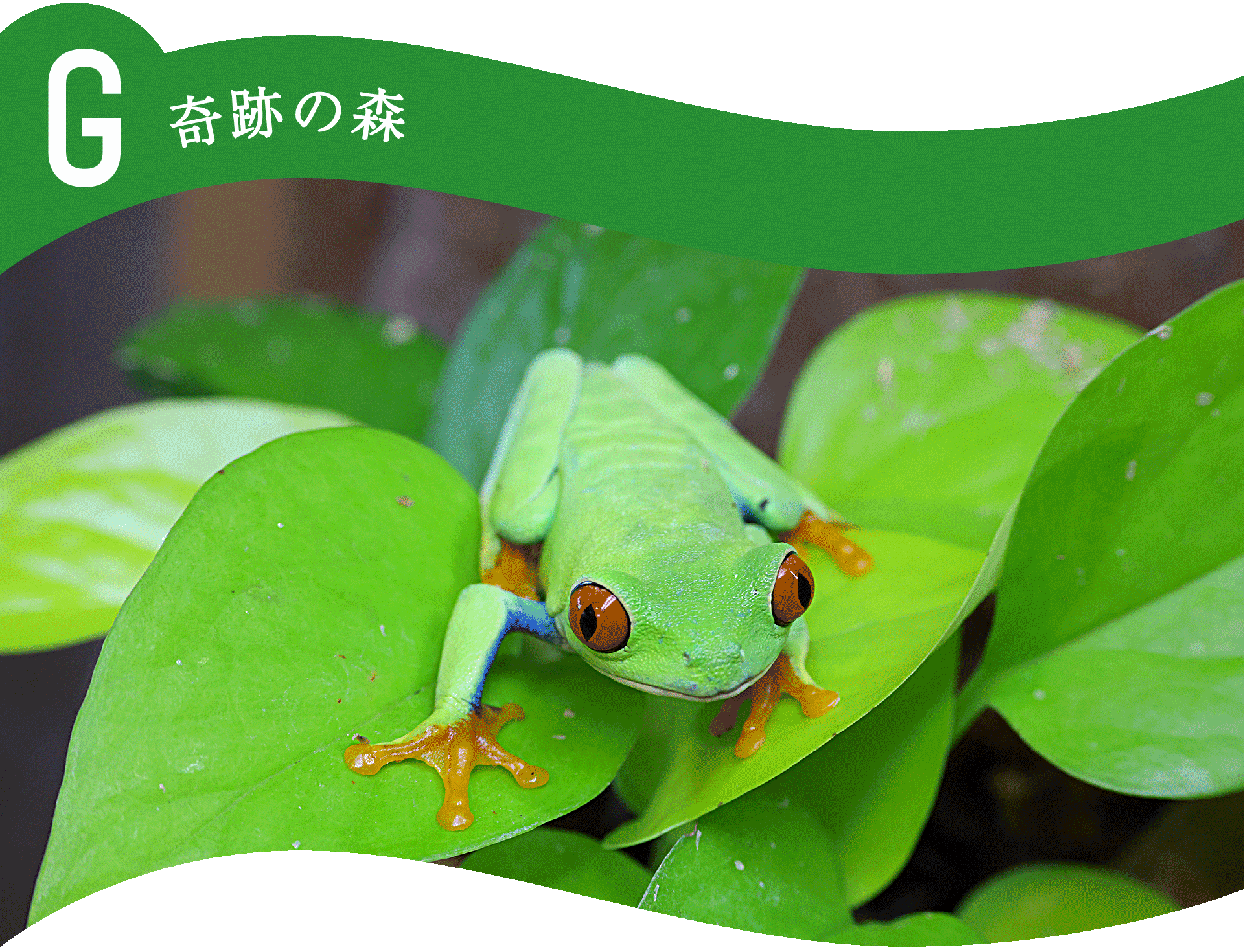 G奇跡の森
