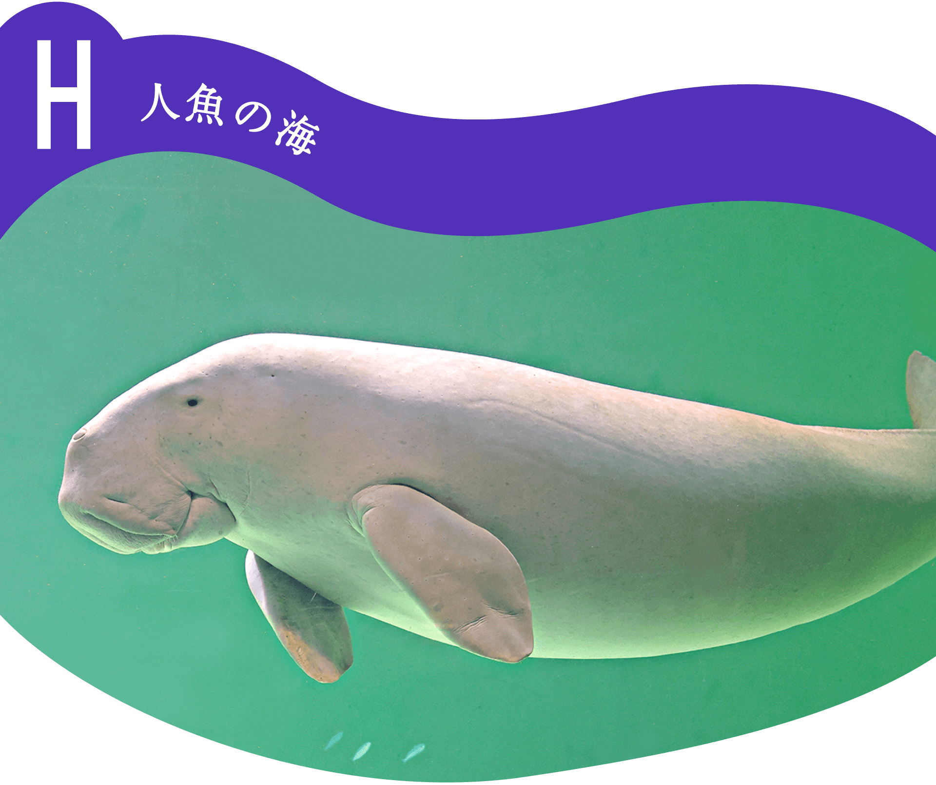H人魚の海