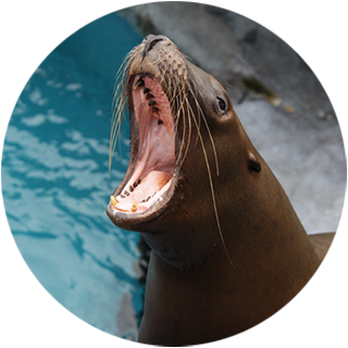 B海獣の王国