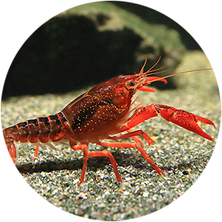 ザリガニコーナー