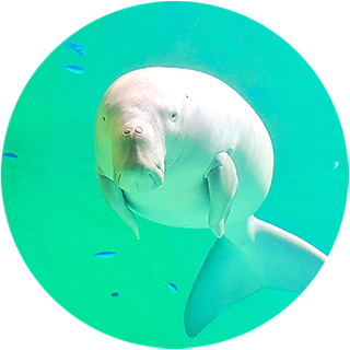 H人魚の海