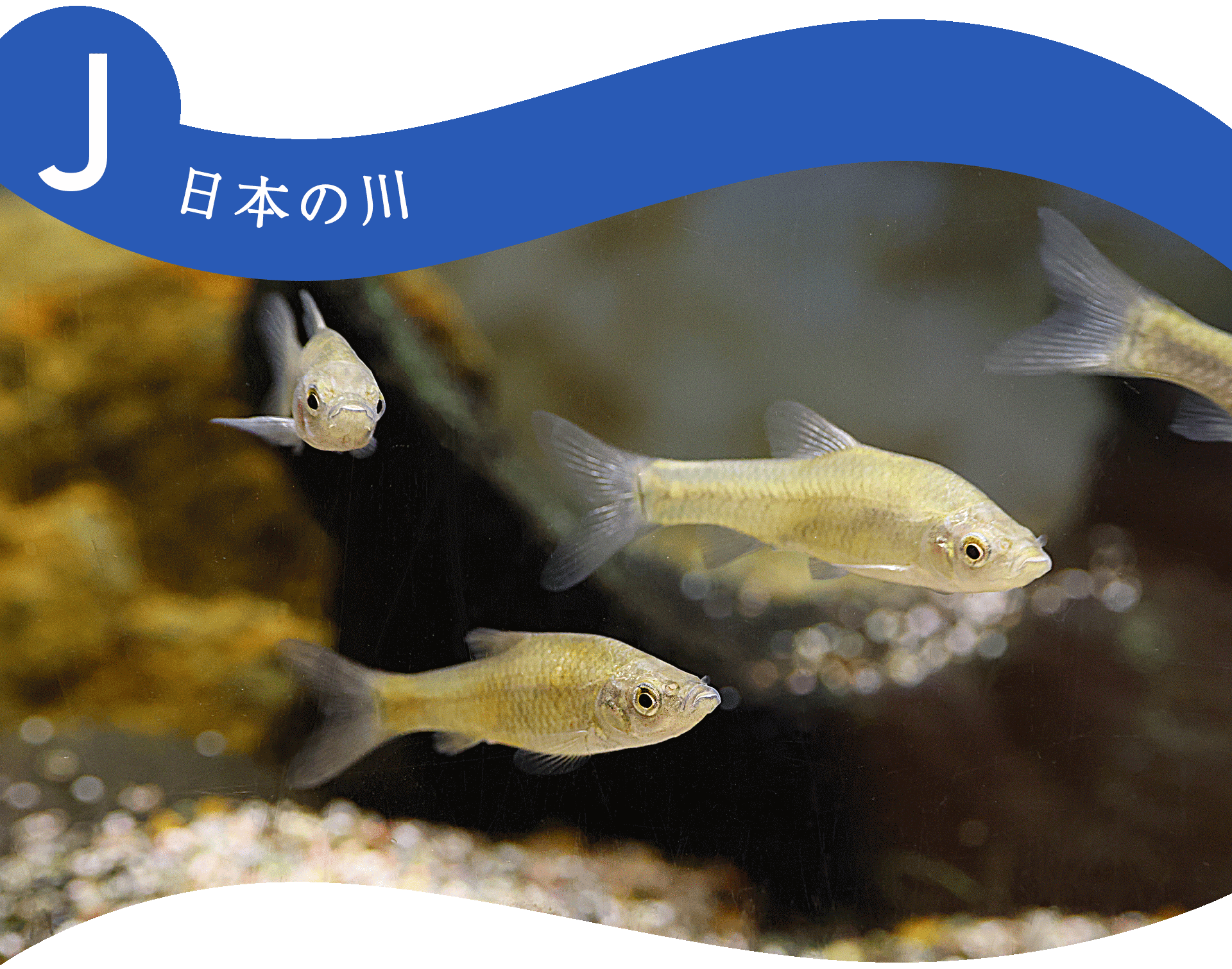 J日本の川