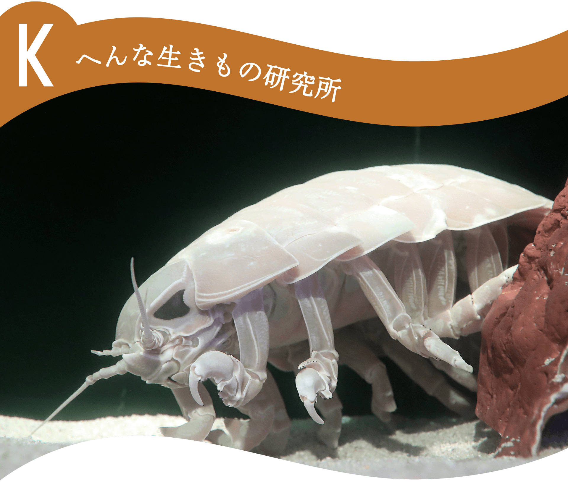 Kへんな生きもの研究所