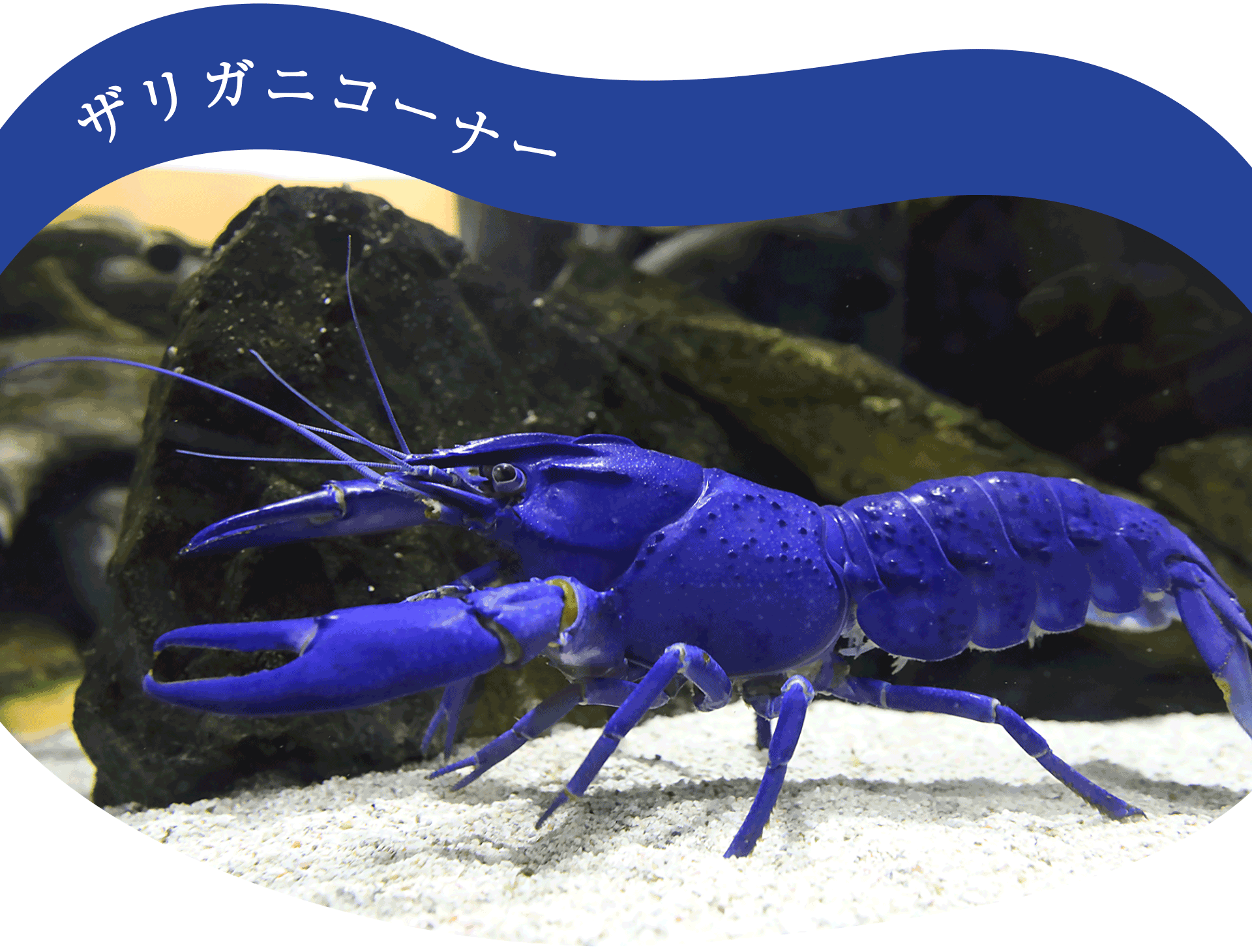 ザリガニコーナー