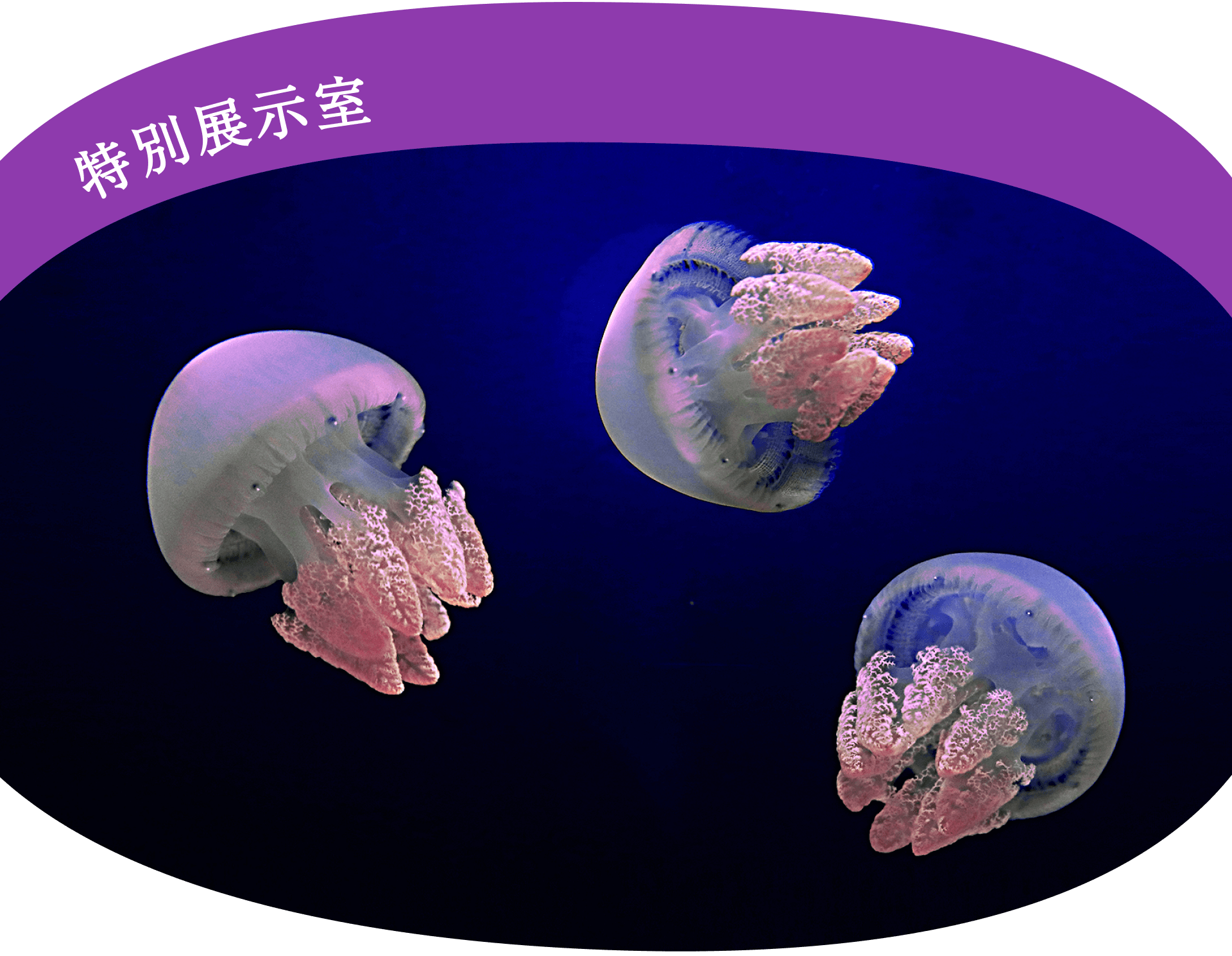 特別展示室