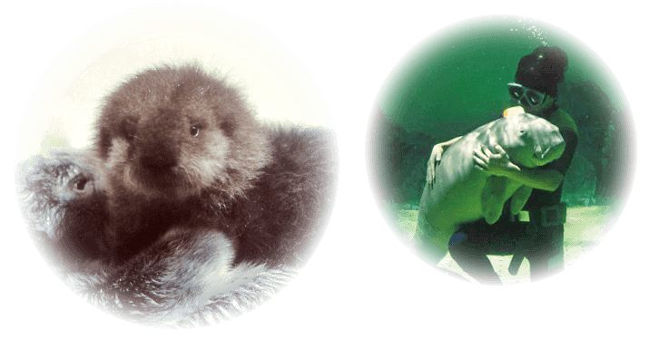 鳥羽水族館で育った人気者たちの軌跡