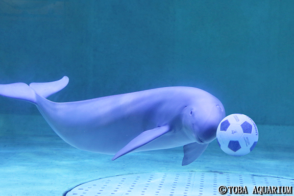 スナメリのサッカー