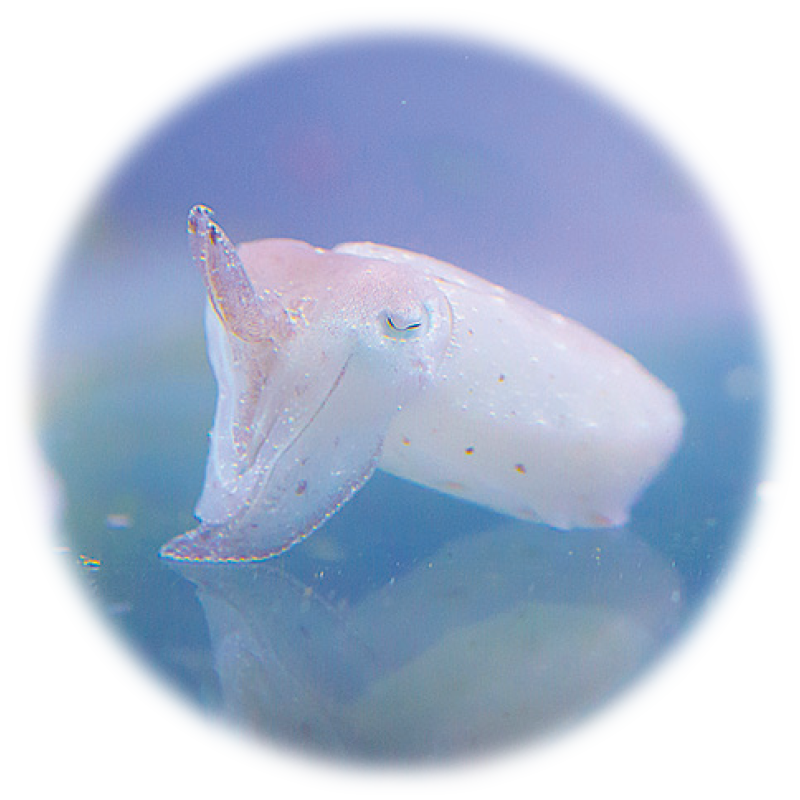 コブシメ(イカの仲間)の赤ちゃん