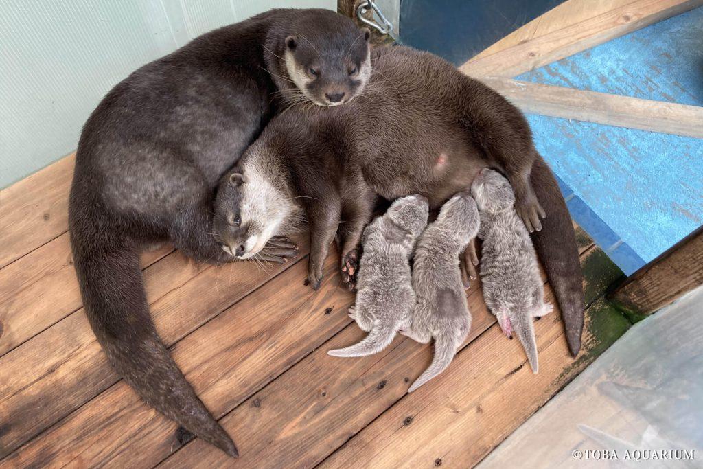 コツメカワウソ親子