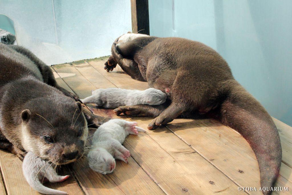 コツメカワウソの親子