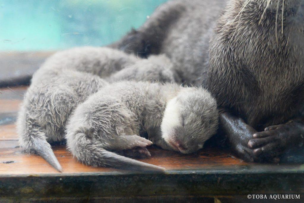 コツメカワウソ赤ちゃん
