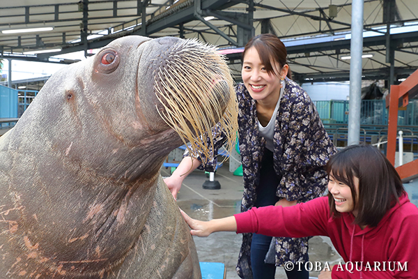 セイウチふれあいタイム