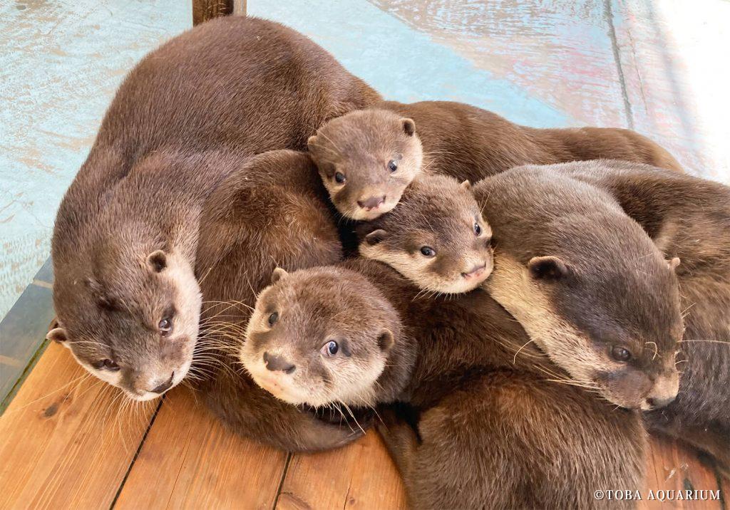 コツメカワウソ親子