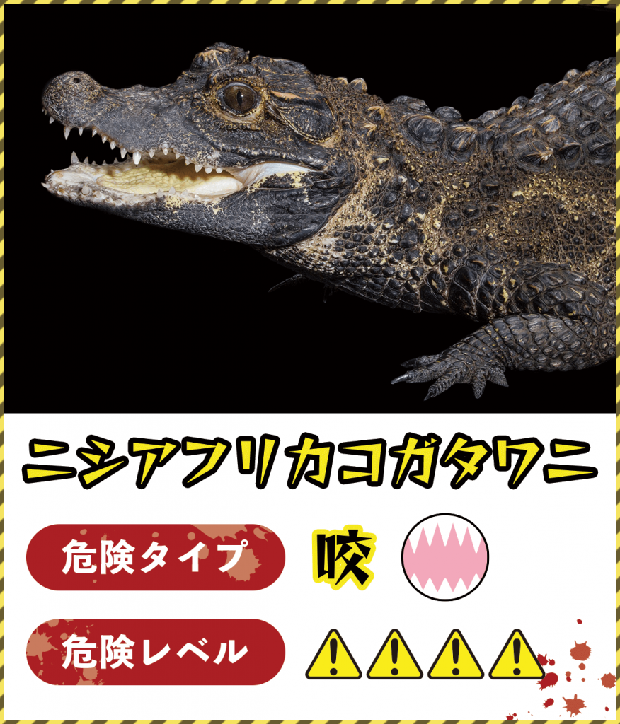 ニシアフリカコガタワニ