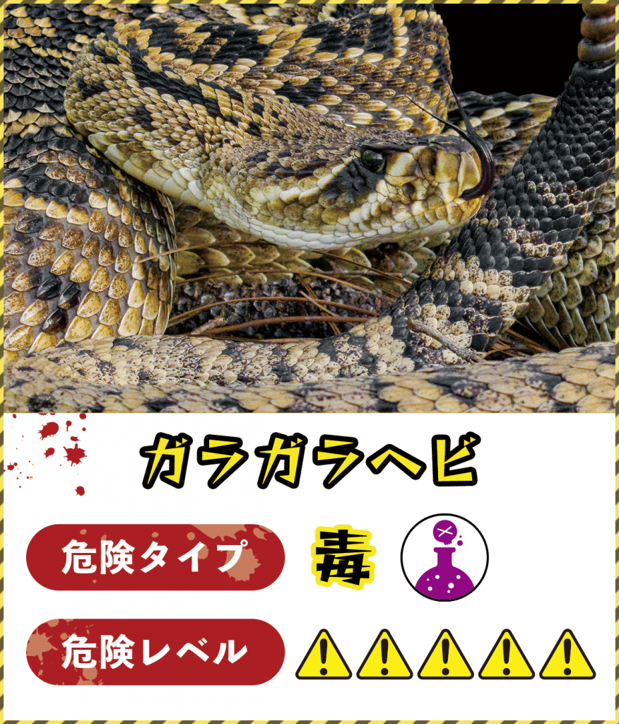 ガラガラヘビ