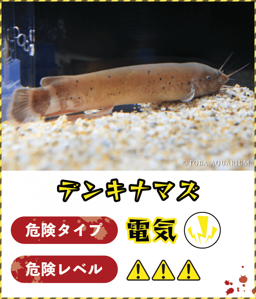 デンキナマズ