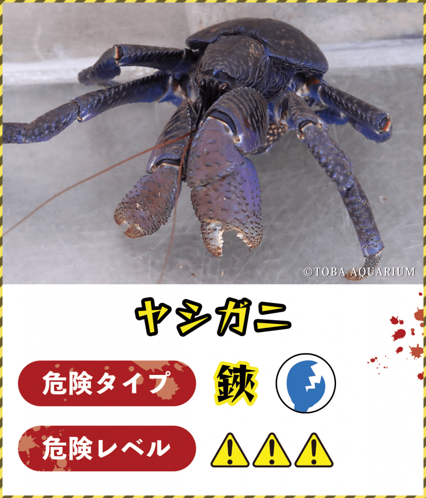 ヤシガニ