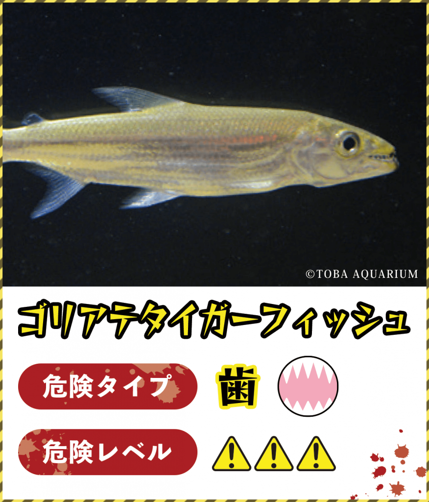 ゴリアテタイガーフィッシュ