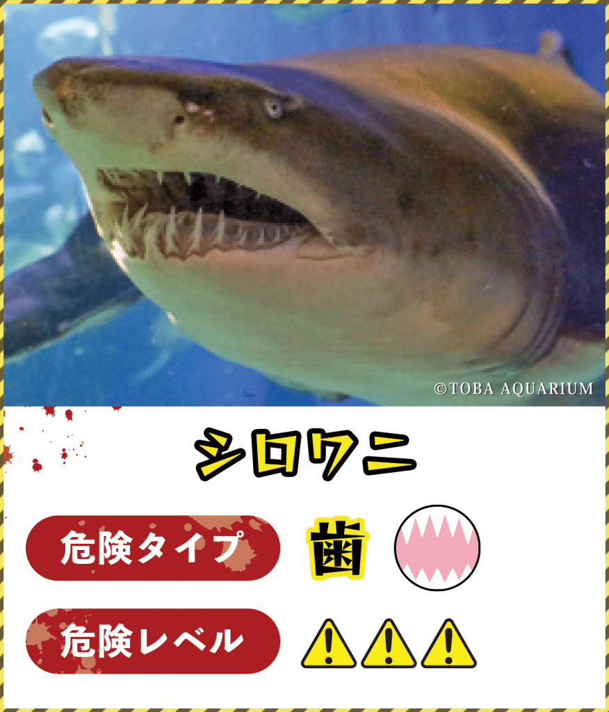 シロワニ