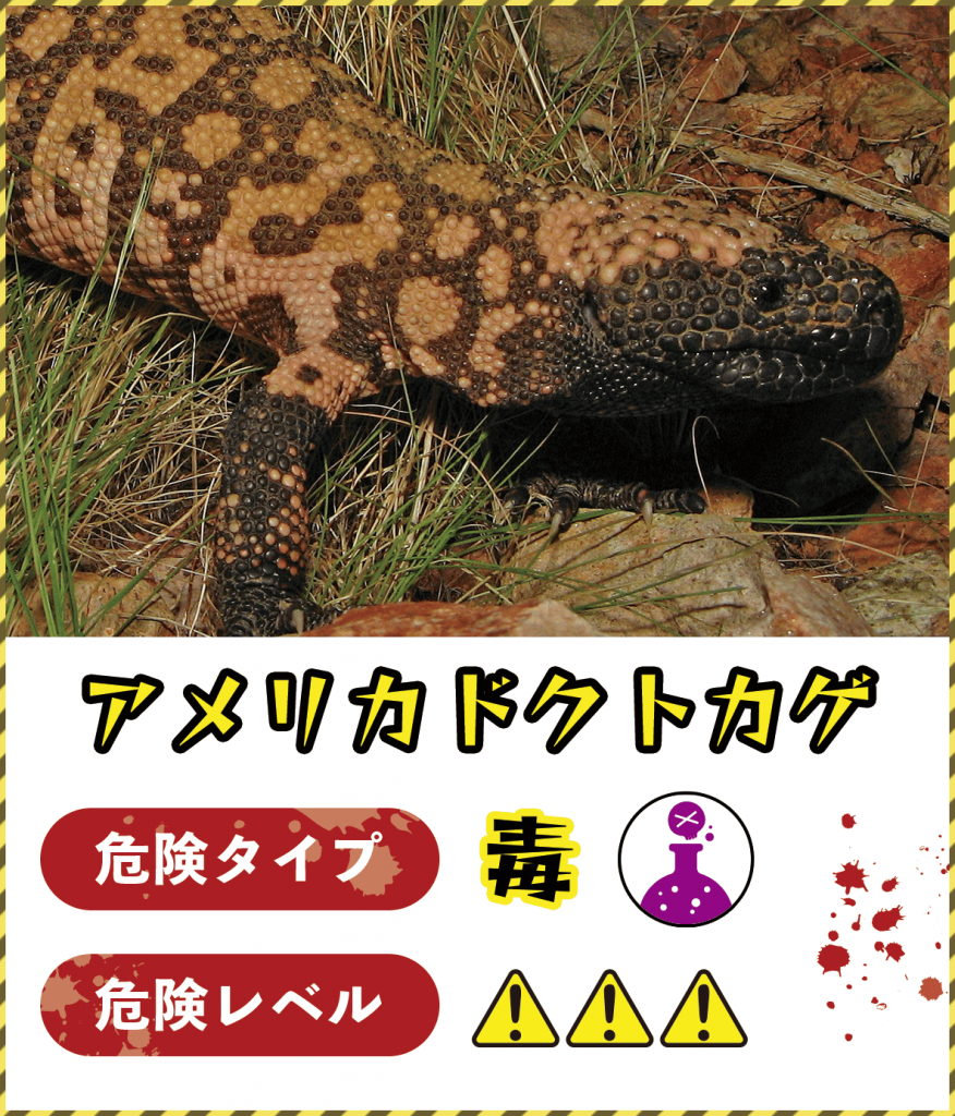 アメリカドクトカゲ