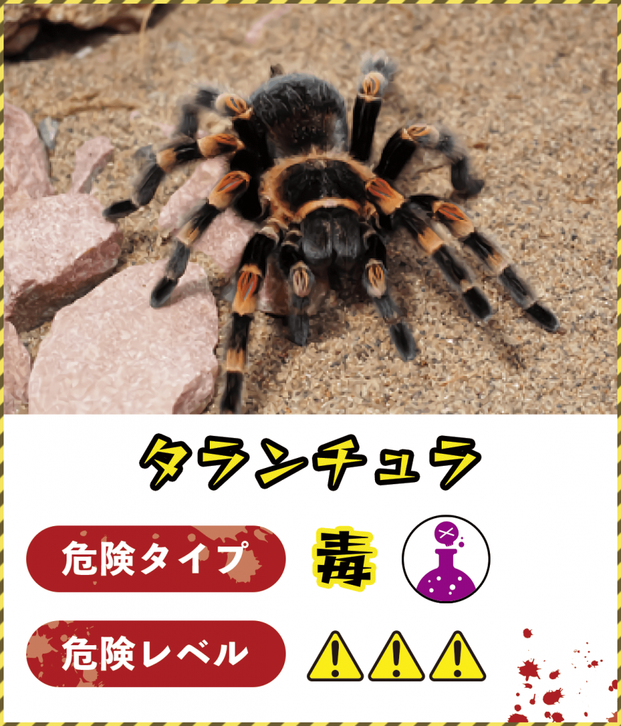 タランチュラ