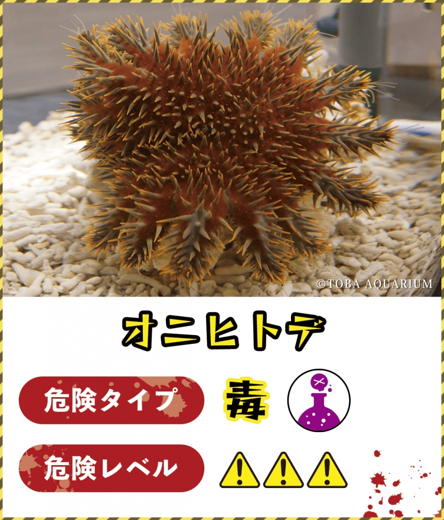 オニヒトデ
