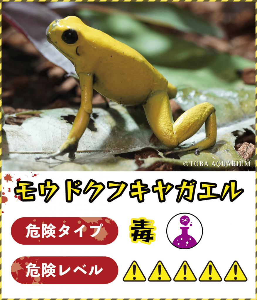 モウドクフキヤガエル