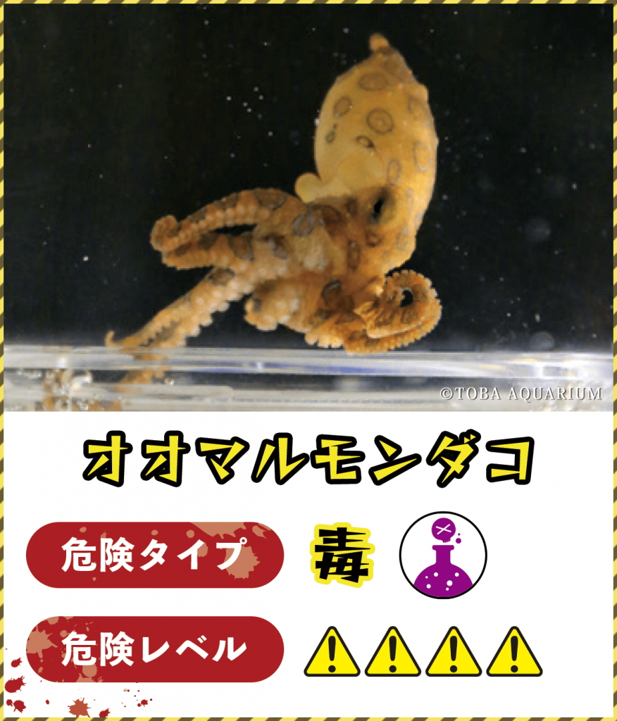 オオマルモンダコ