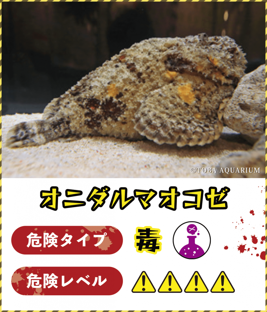 オニダルマオコゼ