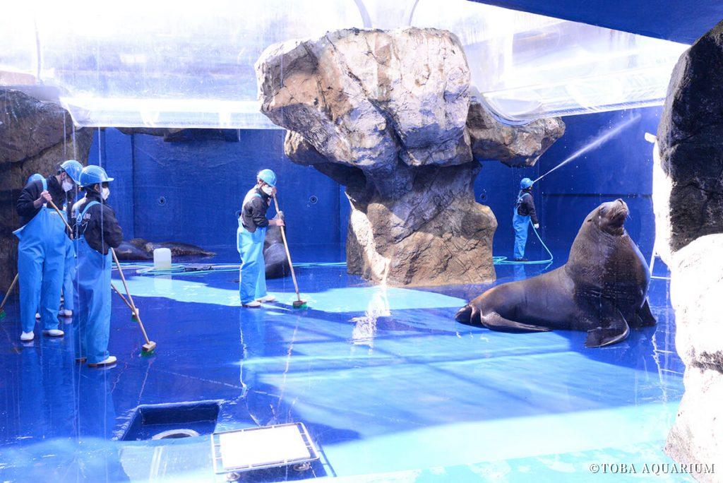 「海獣の王国」水槽の年末大掃除