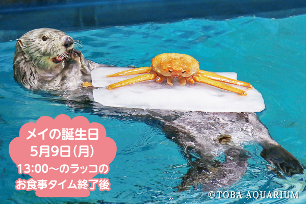 メイの誕生日