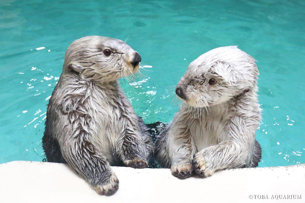 seaotter40th-photo01