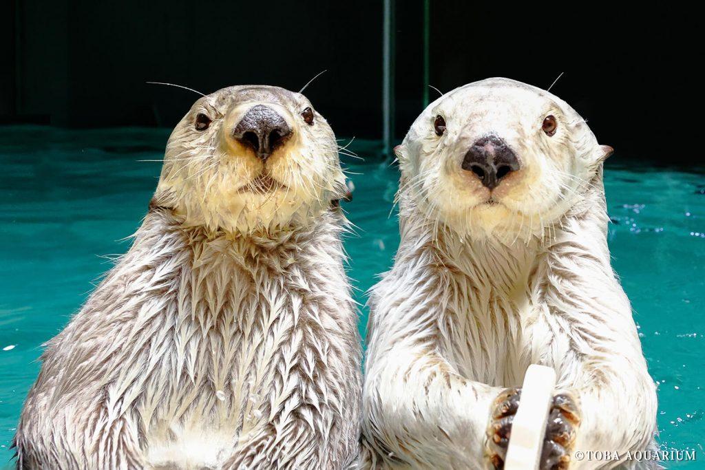seaotter40th-photo02
