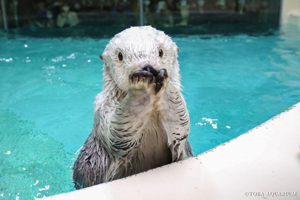 seaotter40th-photo03