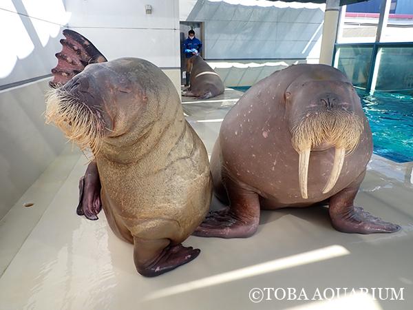 左ぶぶ 右ポウ 2 頭の相性はまずまず？