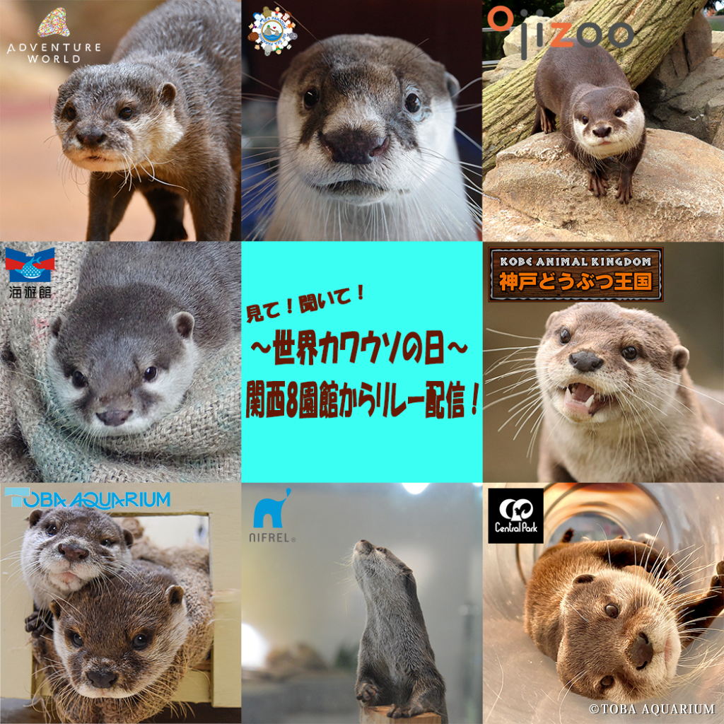 見て・聞いて！～世界カワウソの日～関西8園館からリレー配信！