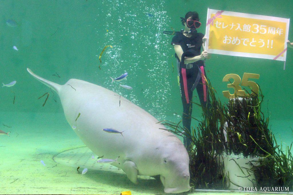 ジュゴンのセレナ　入館35周年