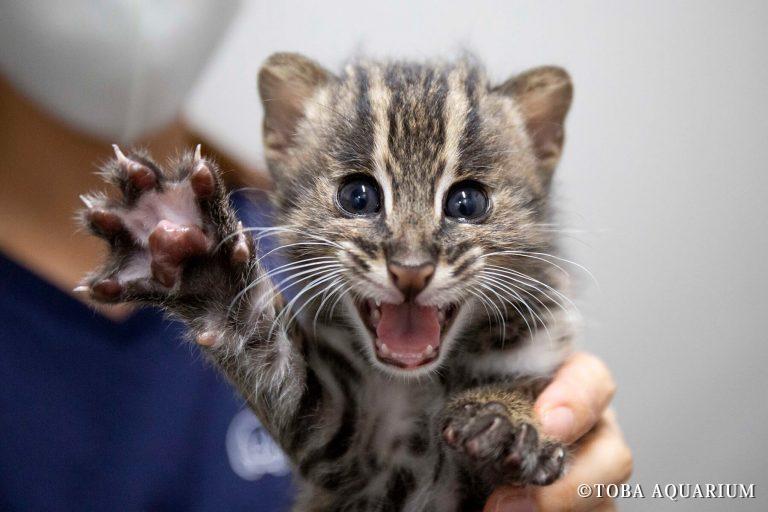 スナドリネコ兄