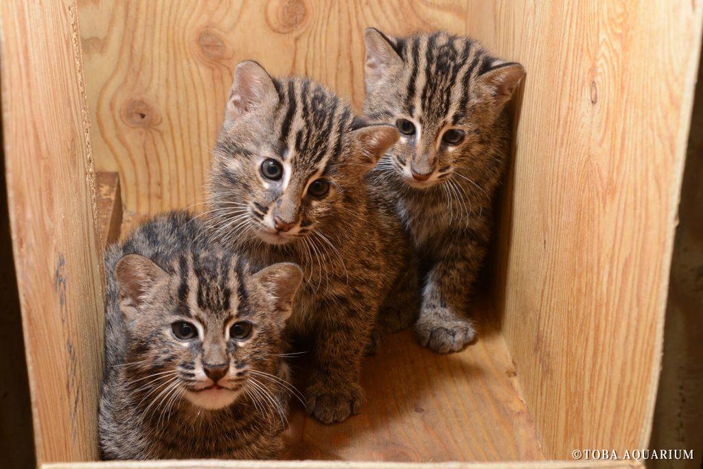 スナドリネコ3兄弟