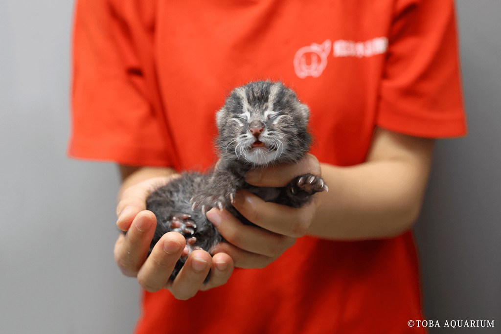 スナドリネコの赤ちゃん手に抱えて