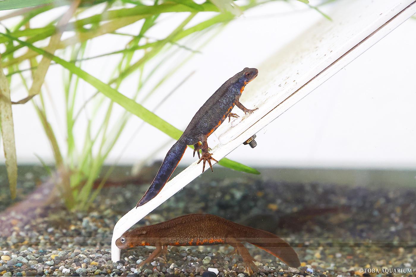 アカハライモリ