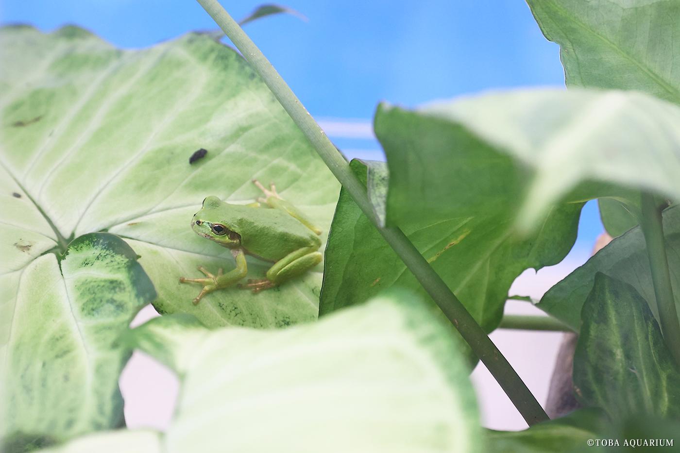 ニホンアマガエル