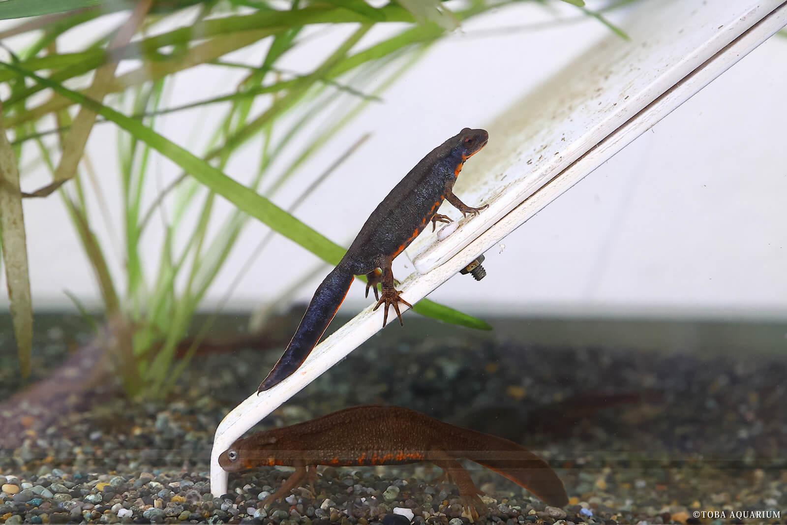 鳥羽水族館 アカハライモリ01
