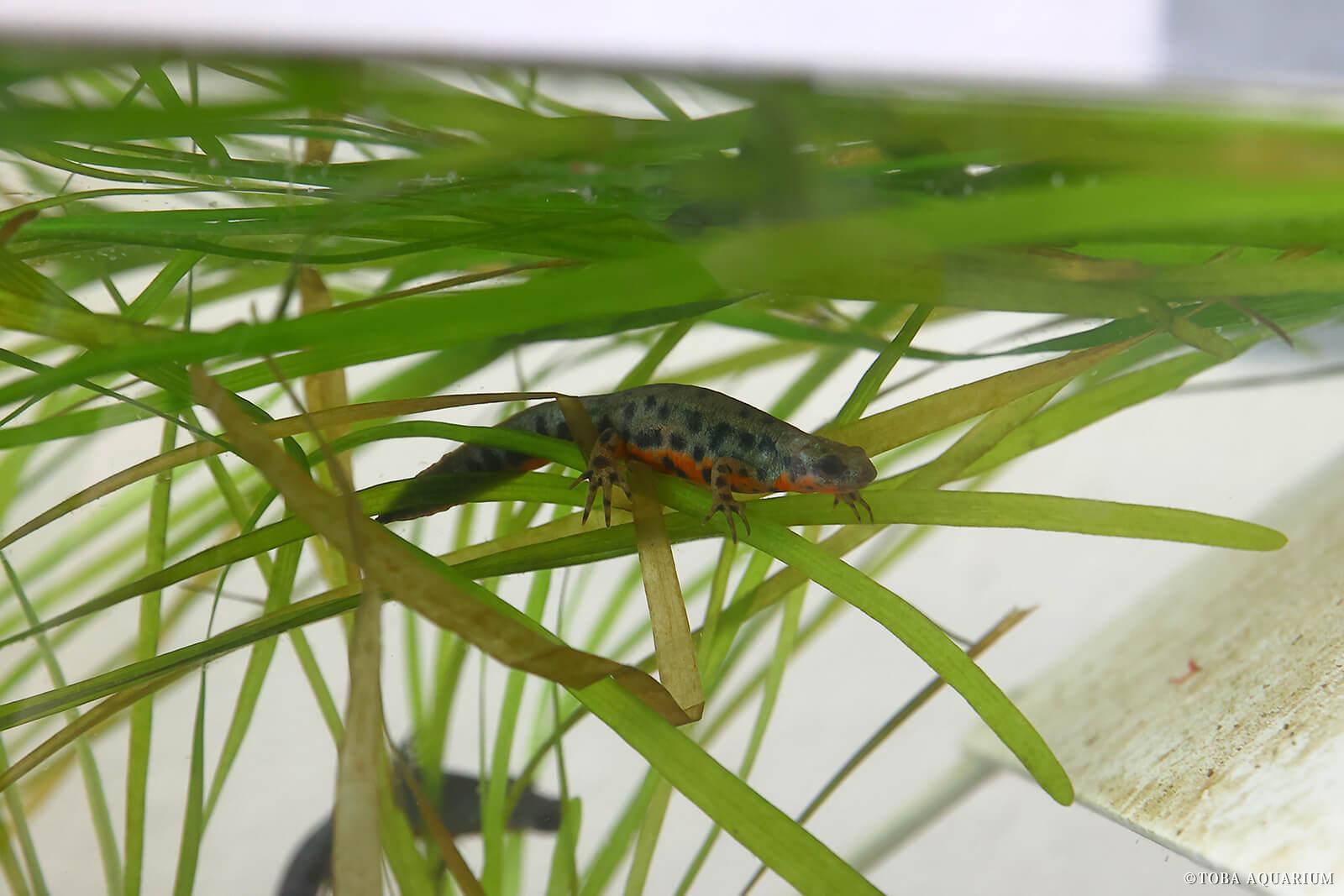 鳥羽水族館 アカハライモリ02
