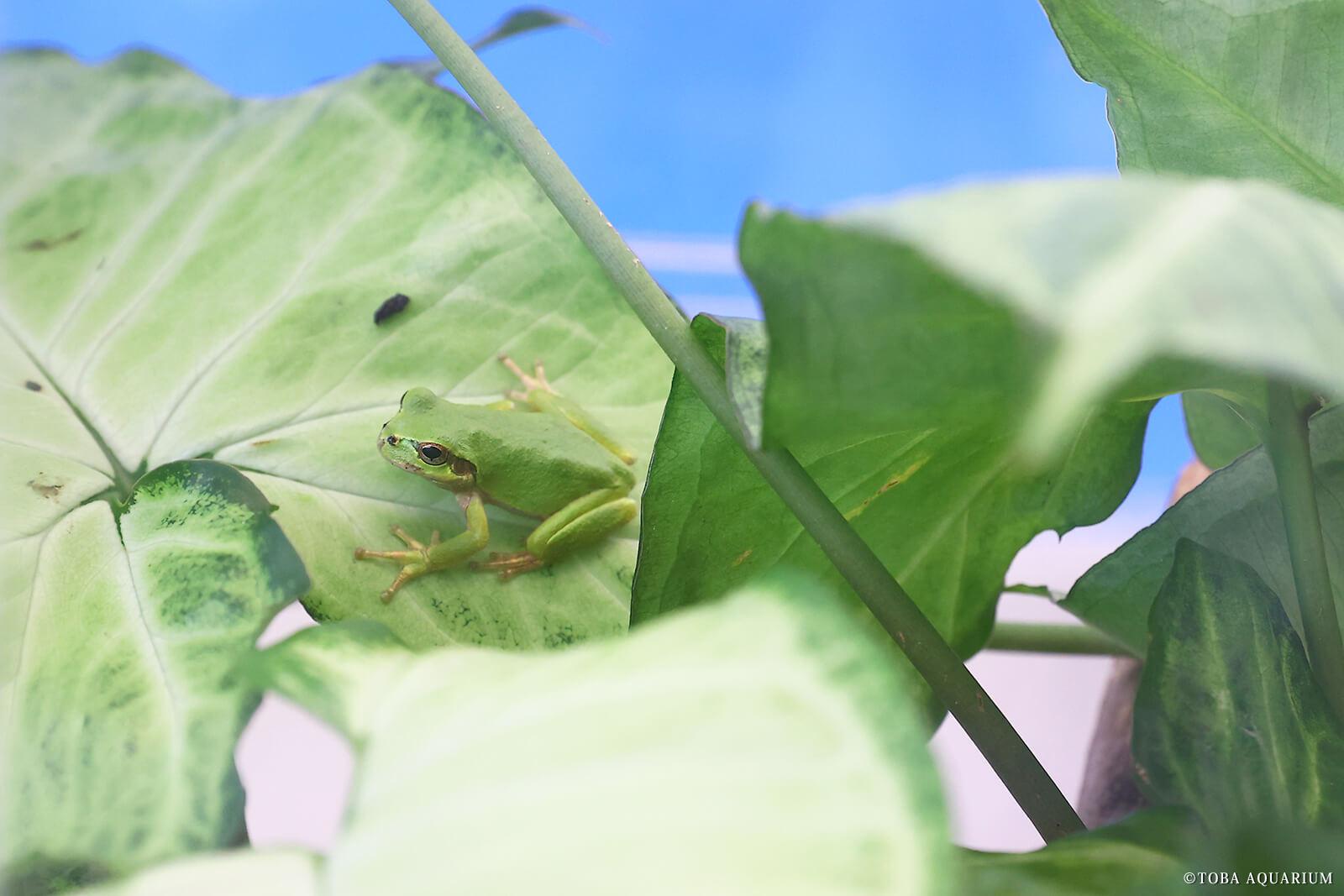 鳥羽水族館 ニホンアマガエル01