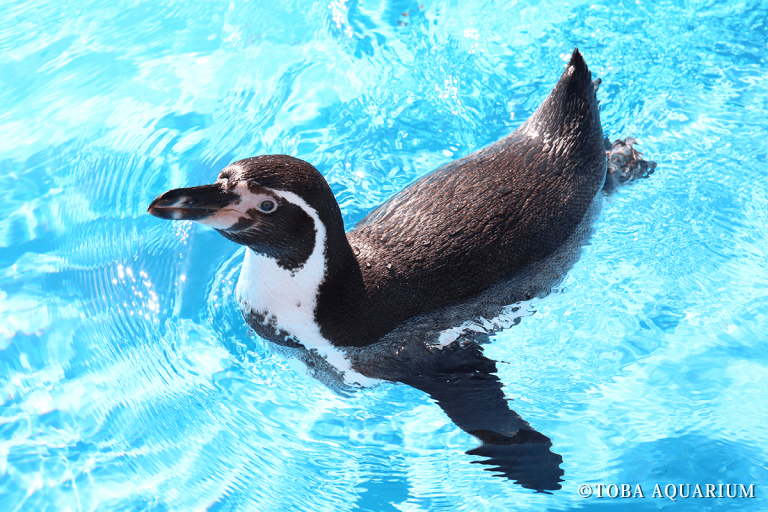 【フンボルトペンギン賞】